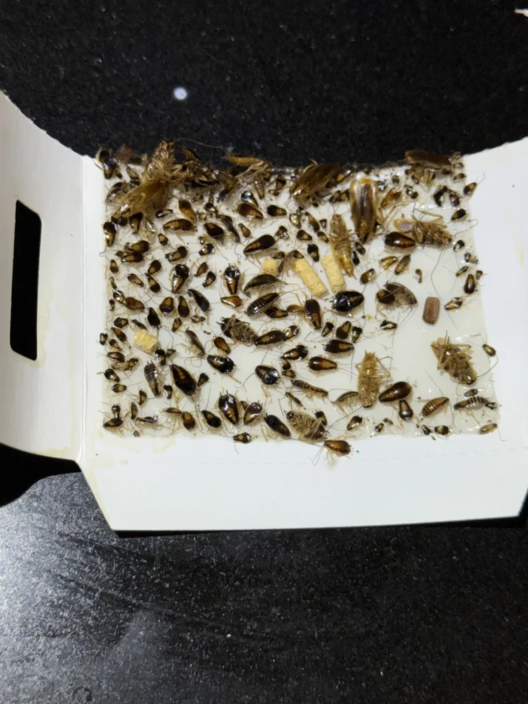 Cockroaches and other small insects collected on a white monitoring board
