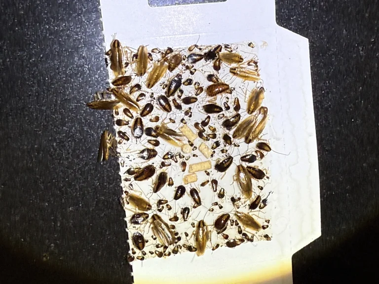 Close-up of cockroaches collected on an insect monitoring board