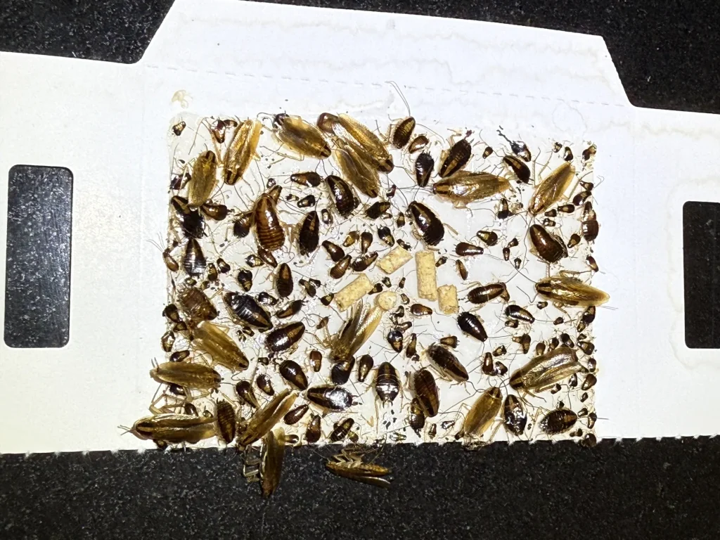 Insect monitoring board with captured cockroaches and small insects