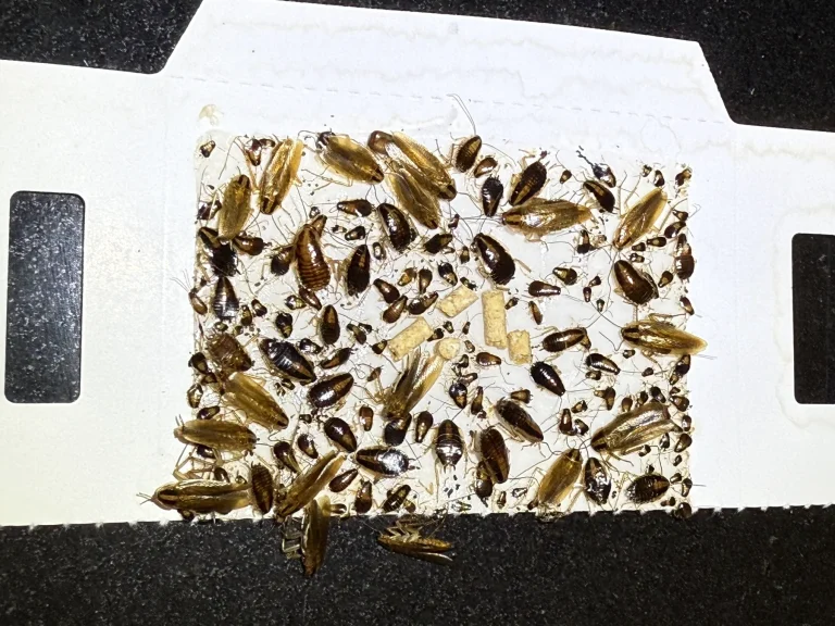 Insect monitoring board with captured cockroaches and small insects