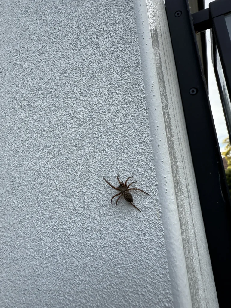 Dark spider resting beside a white exterior window frame
