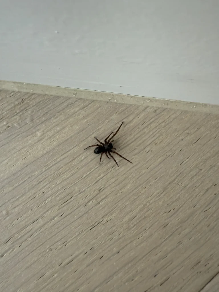 Dark spider on a pale outdoor surface