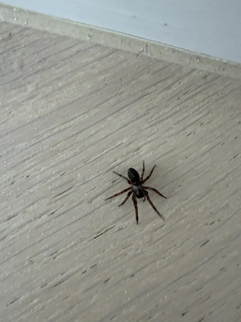 Dark spider viewed on a light exterior wall