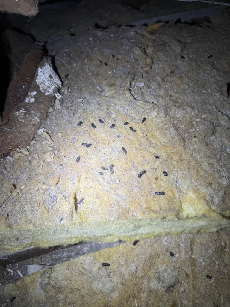 Dark debris and possible insect remains in roof insulation