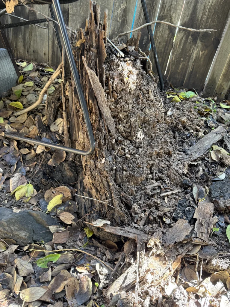 Weathered tree stump and garden debris examined outside