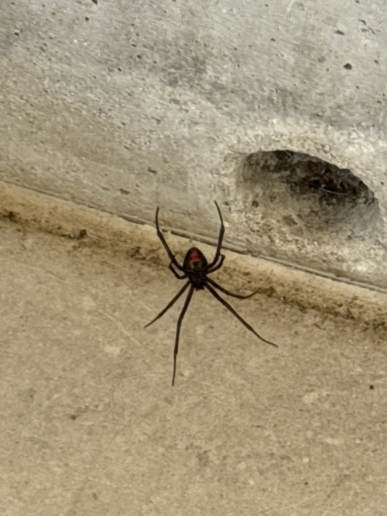 Dark spider on pale outdoor concrete beside an opening
