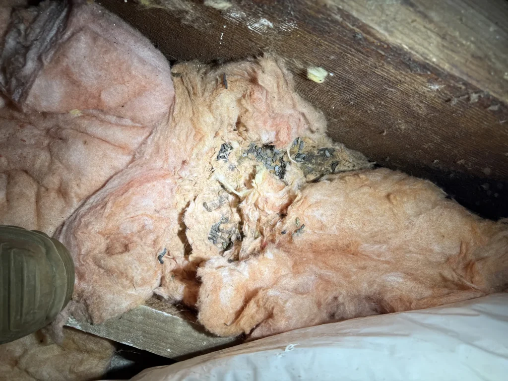 Ripped and disturbed roof insulation visible inside a roof cavity