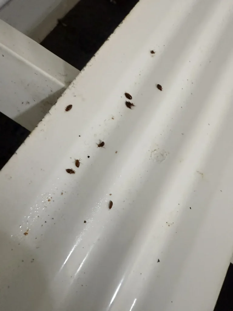 Small dark insects or marks visible on a white frame surface