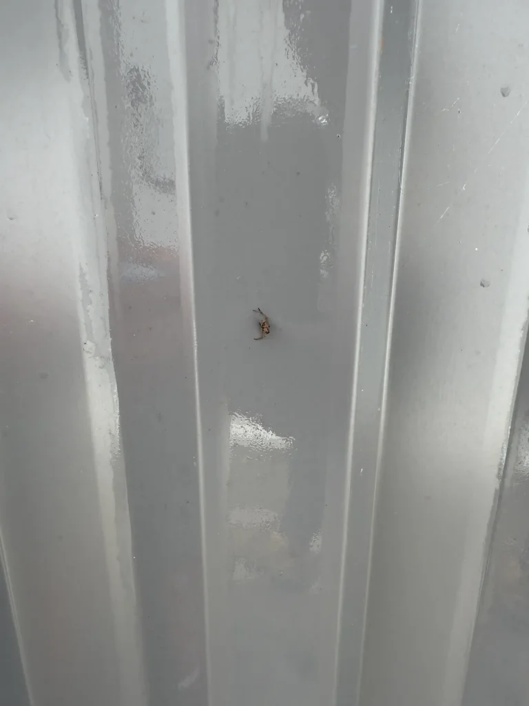 Small insect visible on a white painted door or wall