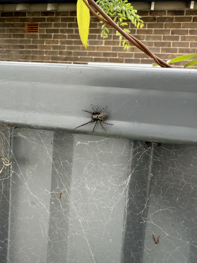 Brown spider resting on an exterior sill above tiled roofing