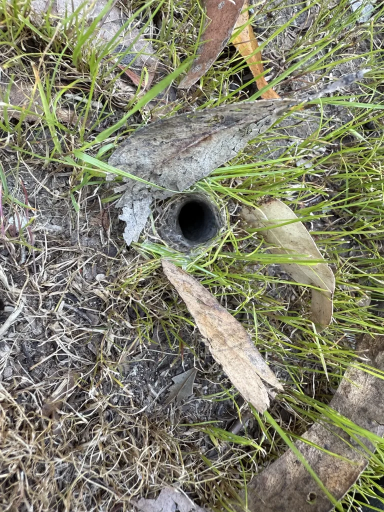 Circular opening in grass and soil beside fallen leaves