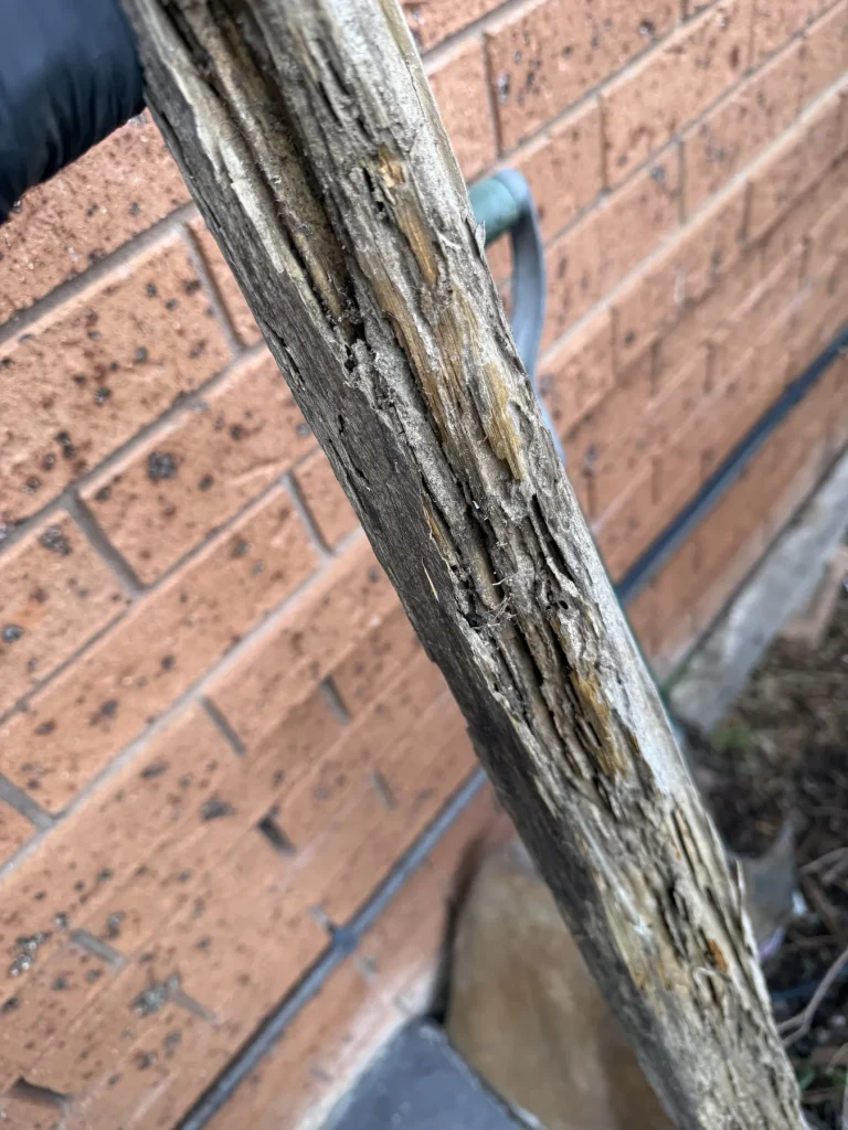 Weathered timber with elongated damage and exposed internal fibres