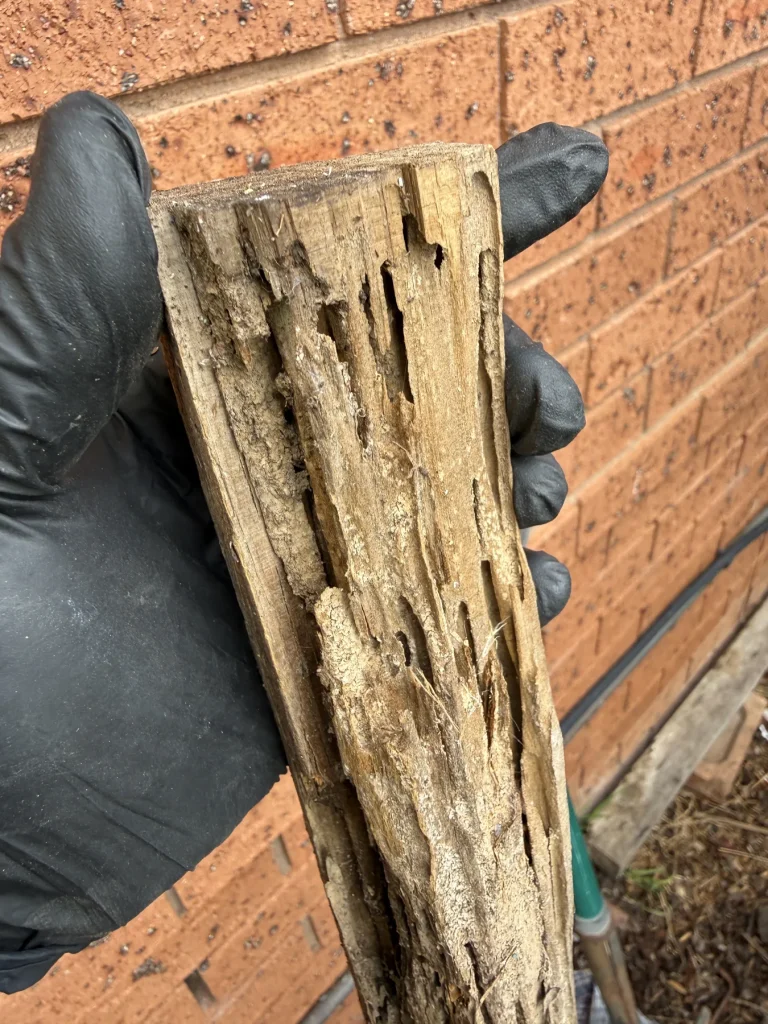 Gloved hand displaying heavily damaged, hollowed timber sample