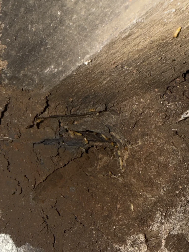 Network of irregular earthen tracks on a sheltered surface
