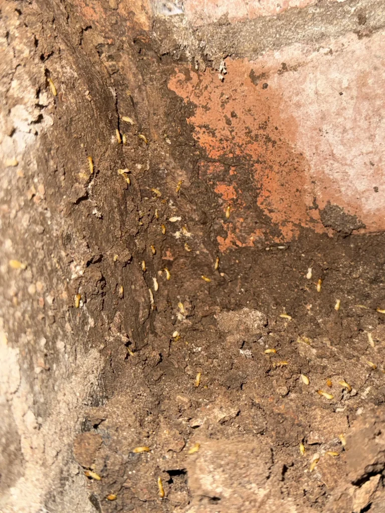 Earthen material and pale insect activity along a brick base