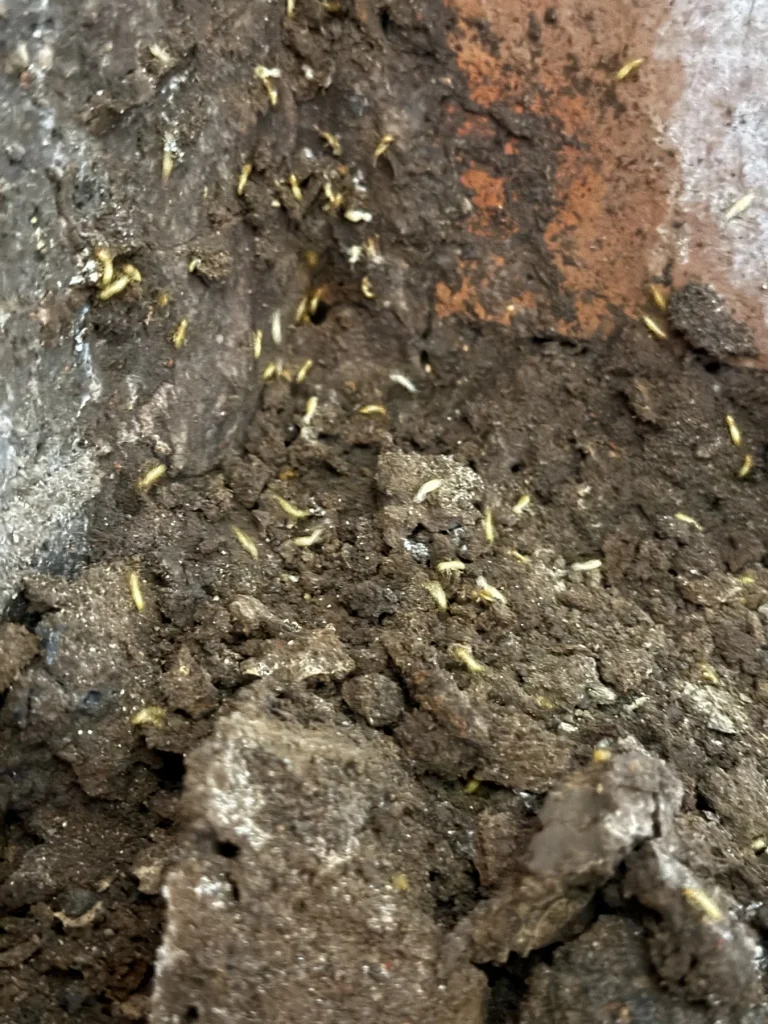 Close-up of small pale insects in earthen material on a floor