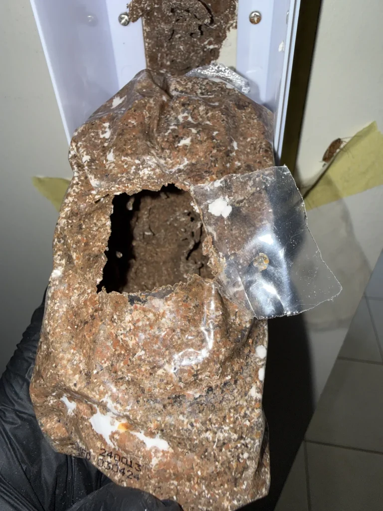 Large hollowed timber material displayed during inspection