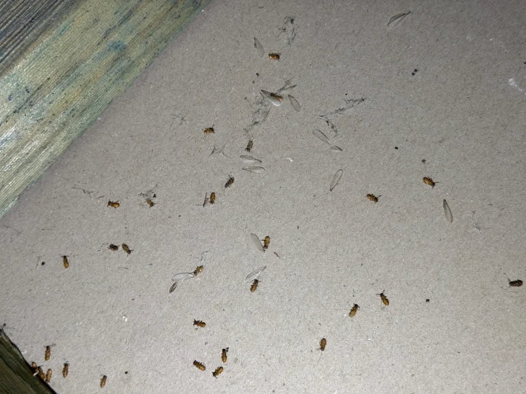 Numerous small insects scattered on a pale surface