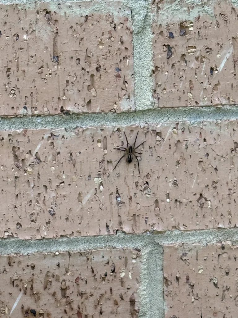 Small spider resting on an exterior brick wall