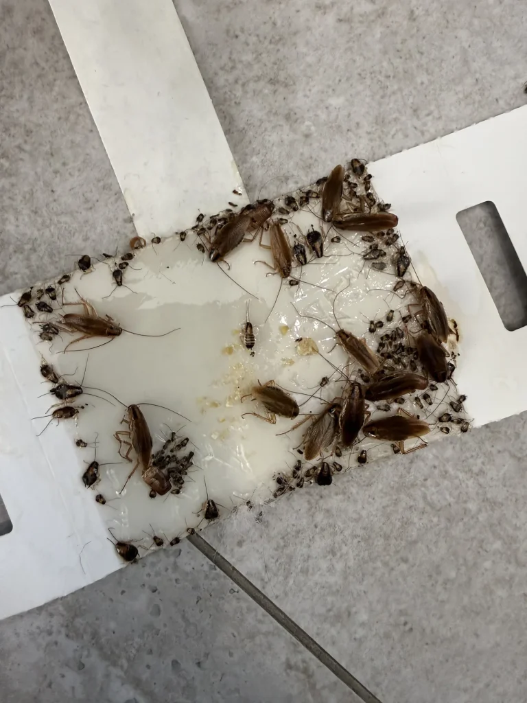 Cockroaches and other insects collected on a white monitoring board
