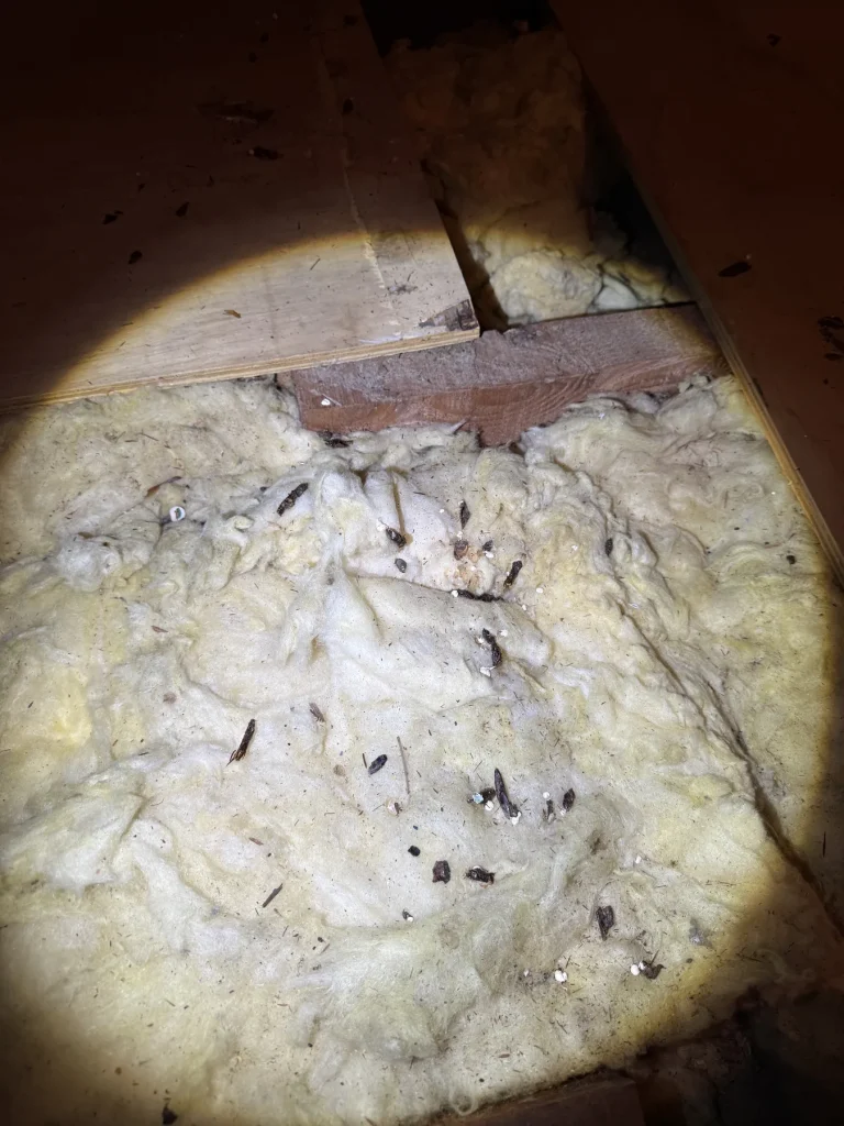 Insulation and debris illuminated inside a dark roof cavity