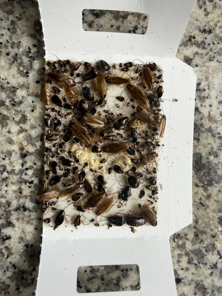 White monitoring board with captured cockroaches and insect debris