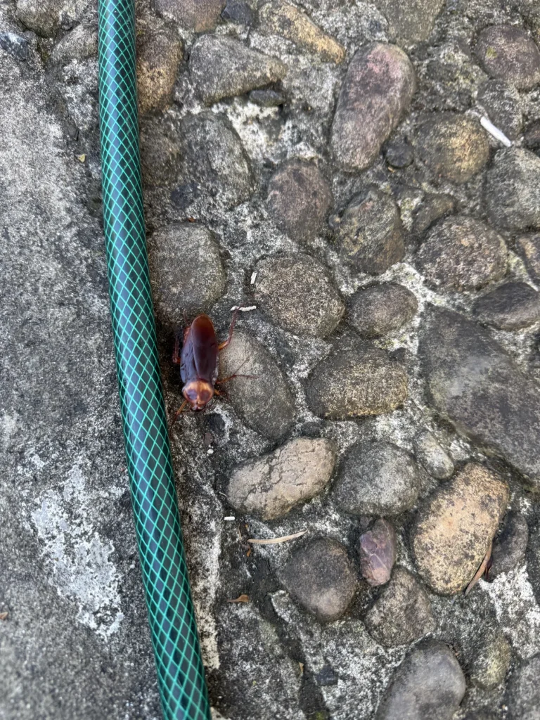 Small insect visible on paving beside a green garden hose
