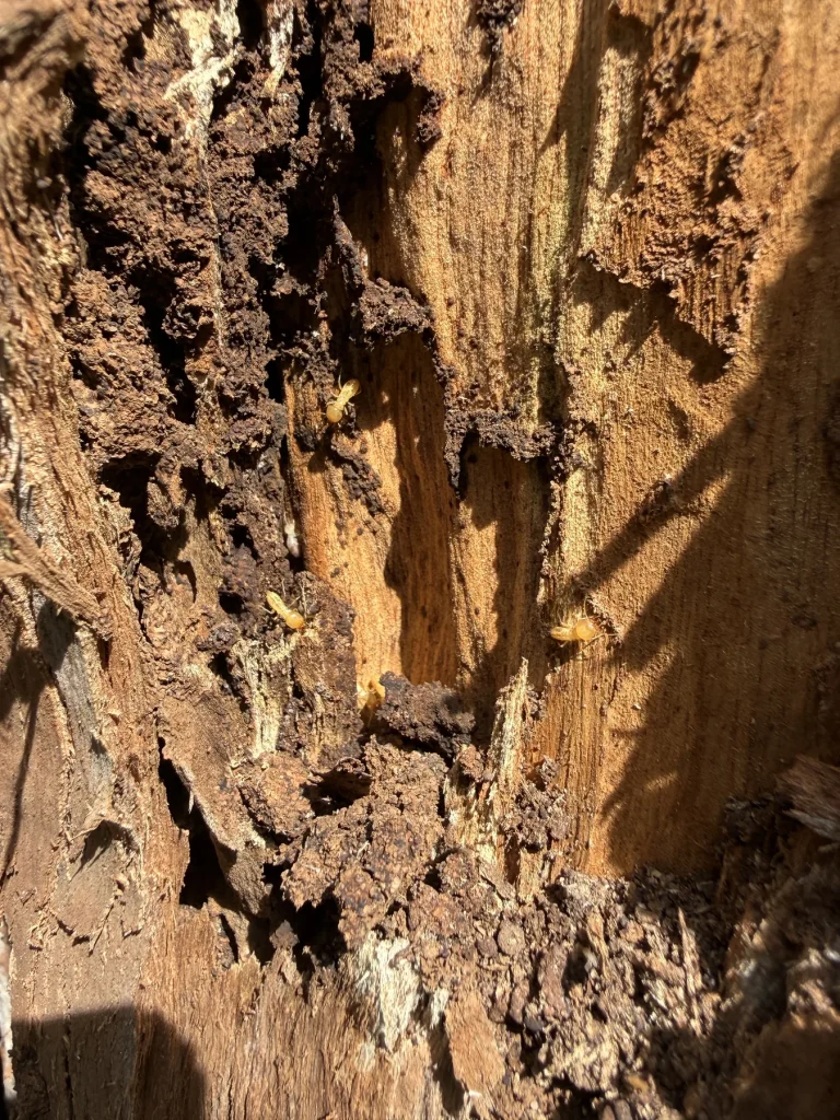 Close-up of damaged timber with dark galleries and exposed fibres