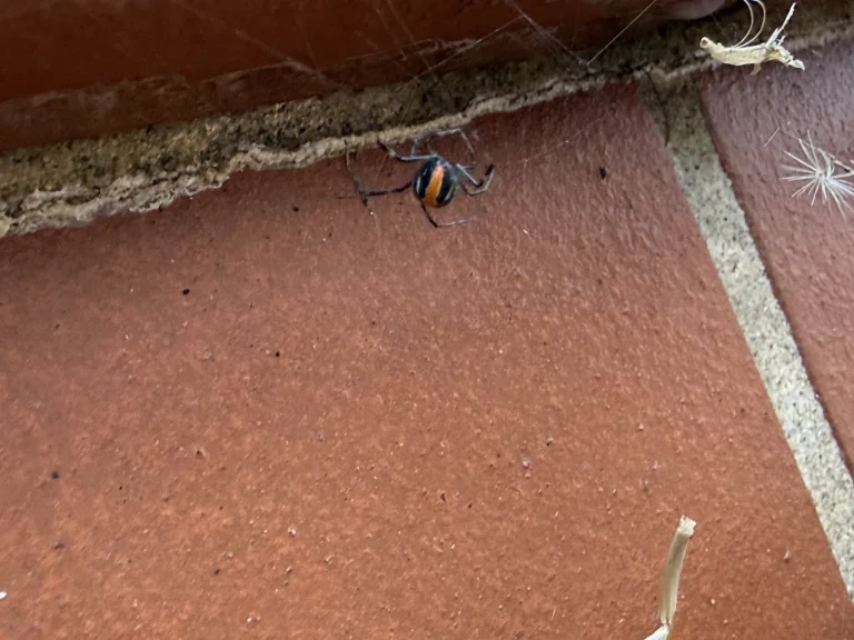 Spider visible on reddish paving near an external wall