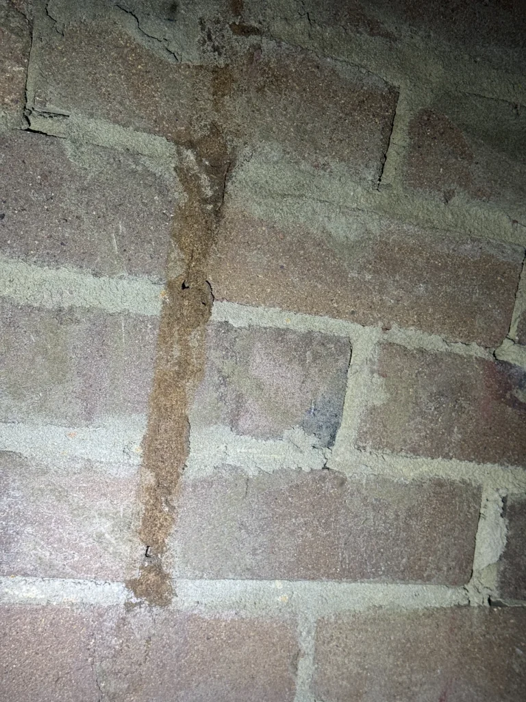 Vertical earthen trail visible on a concrete block wall