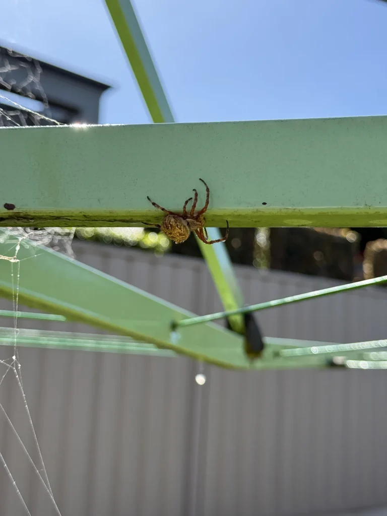 Spider suspended beneath a green outdoor clothesline