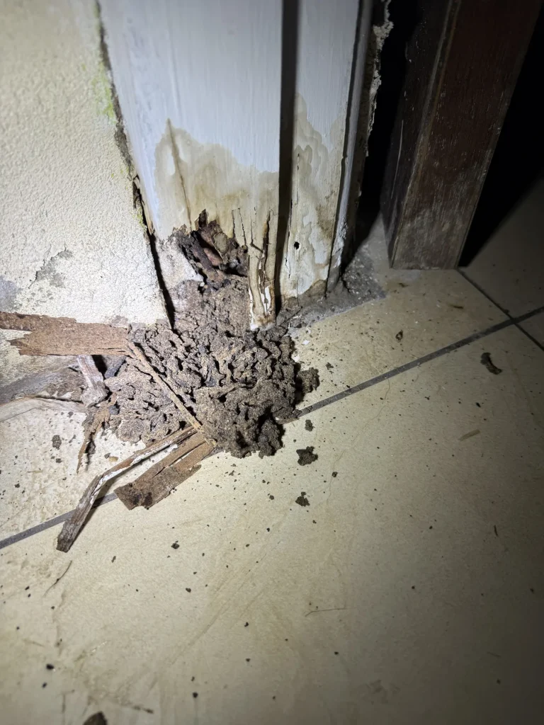 Debris and visible insect activity around an interior timber frame junction
