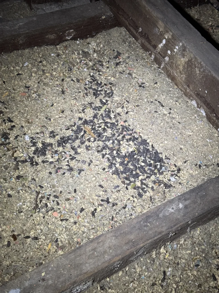 Numerous dark insect remains or debris on a light subfloor surface