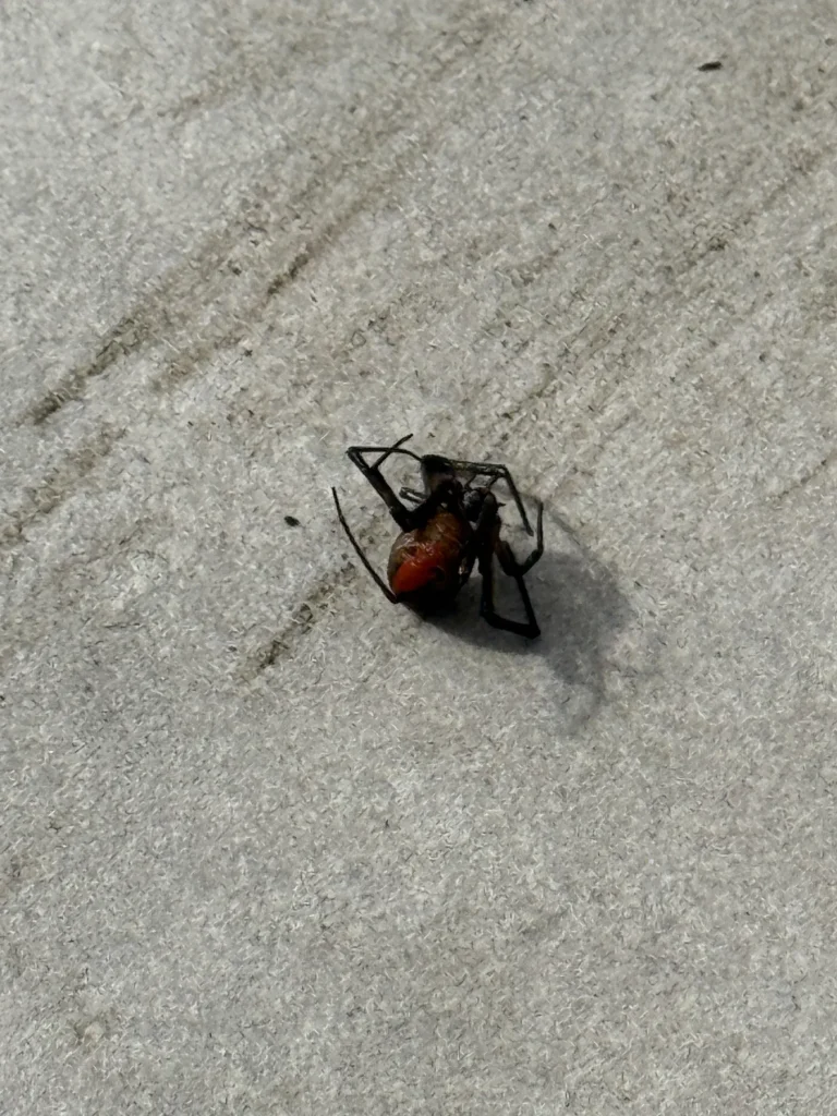 Close-up of a dark red and black insect on concrete