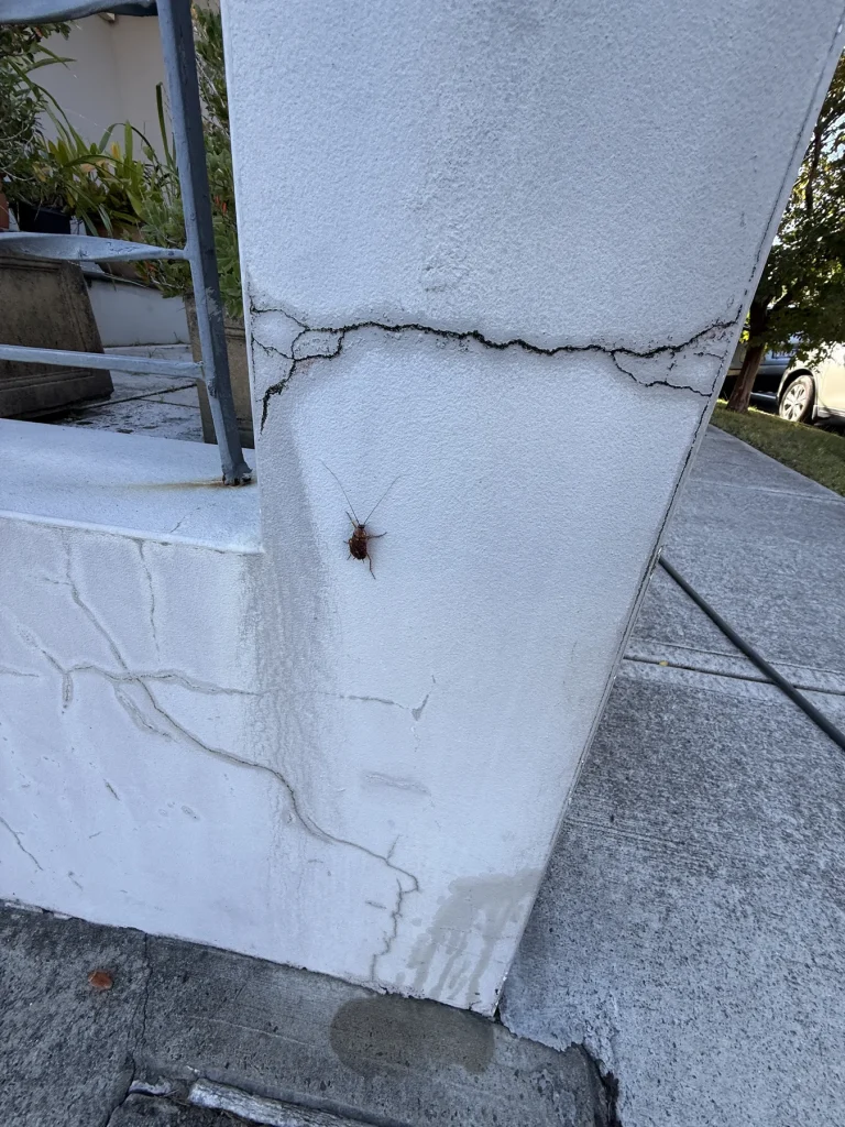 Small opening or insect activity on a painted exterior column