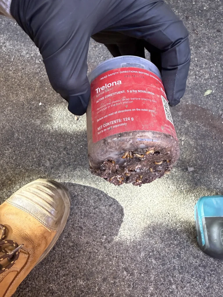 Gloved hand holding a small red-lidded pest monitoring container