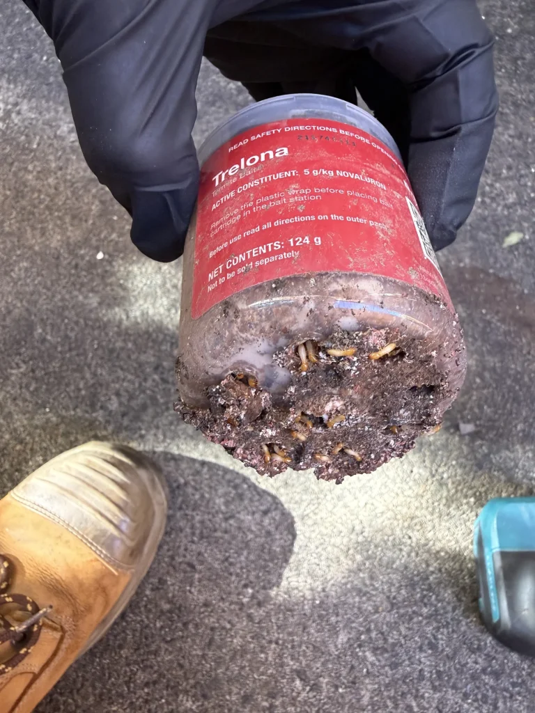 Close-up of material collected inside a small pest monitoring container