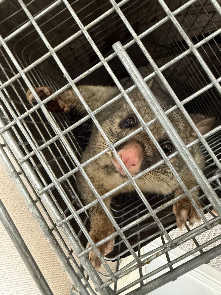 Live possum visible inside a wire capture cage