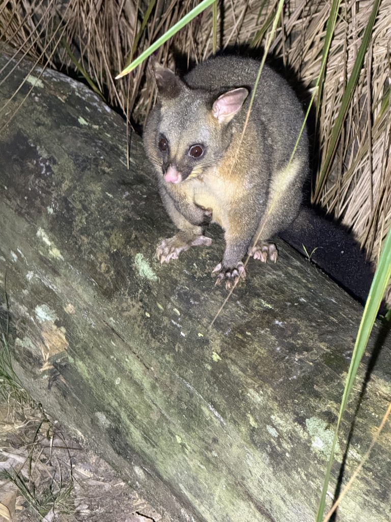 Possum photographed while standing outdoors near a timber surface
