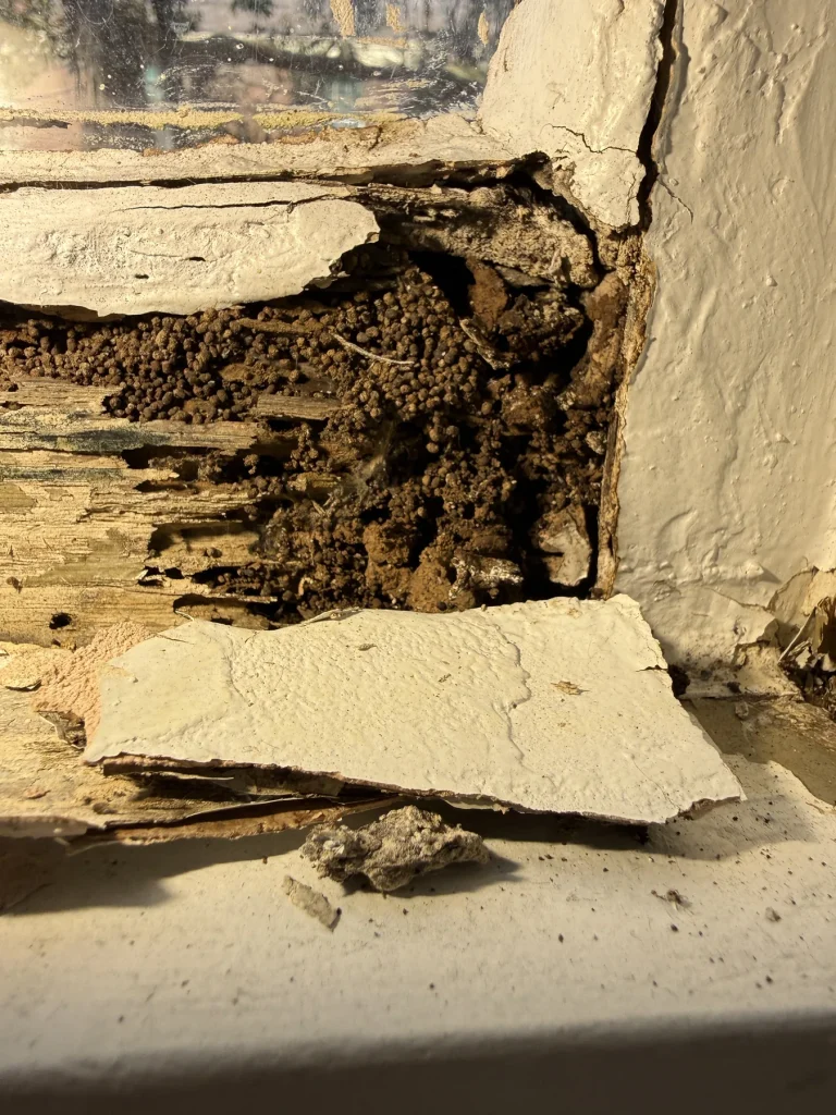 Timber wall junction showing a dark damaged cavity and missing material