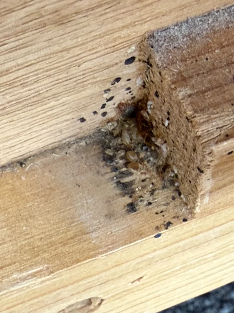 Cockroaches and dark specks gathered near a timber joinery gap