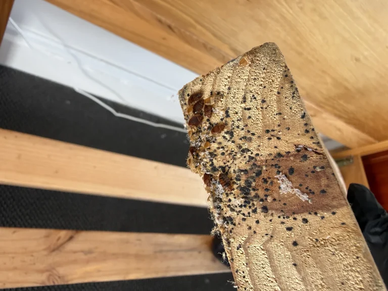 Cockroach activity and dark specks on a loose timber sample