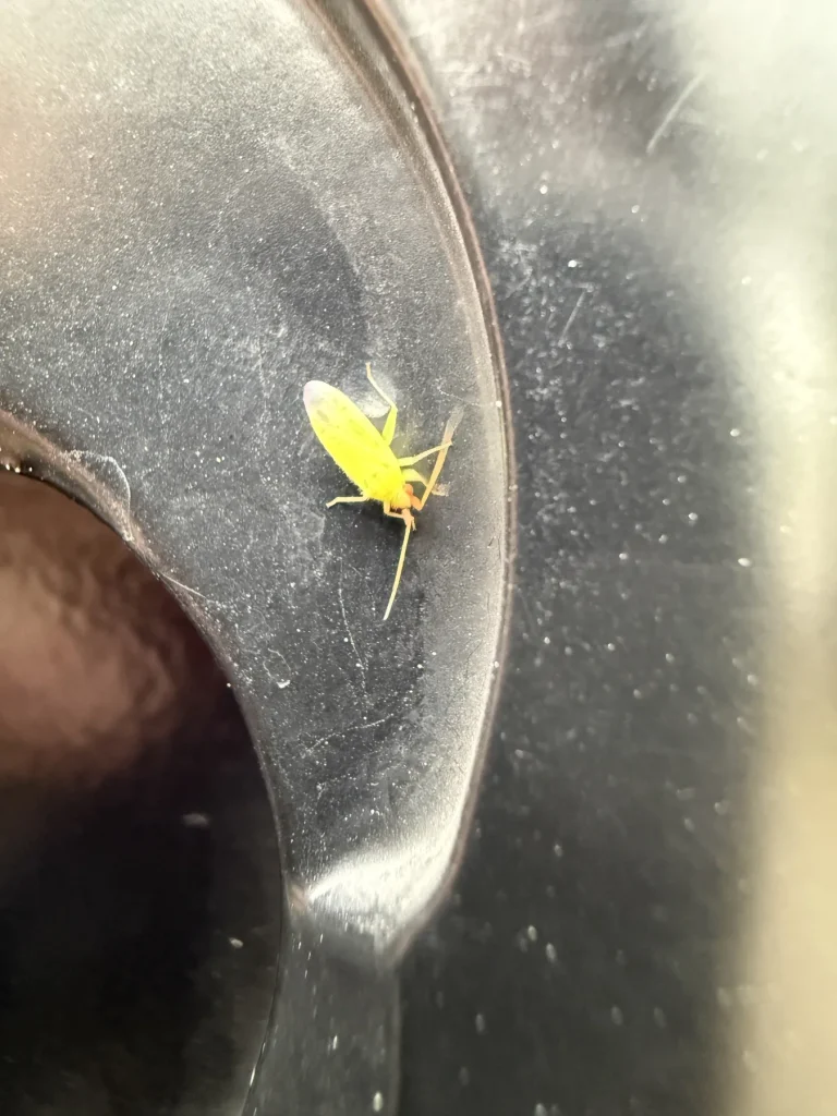 Small bright green insect photographed on a dark curved surface