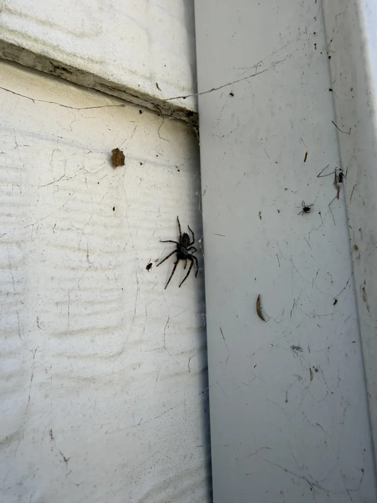 Spider found around an exterior wall during pest inspection