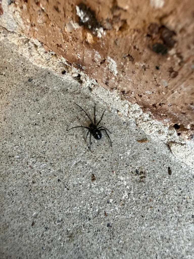 Spider found around a residential property during inspection