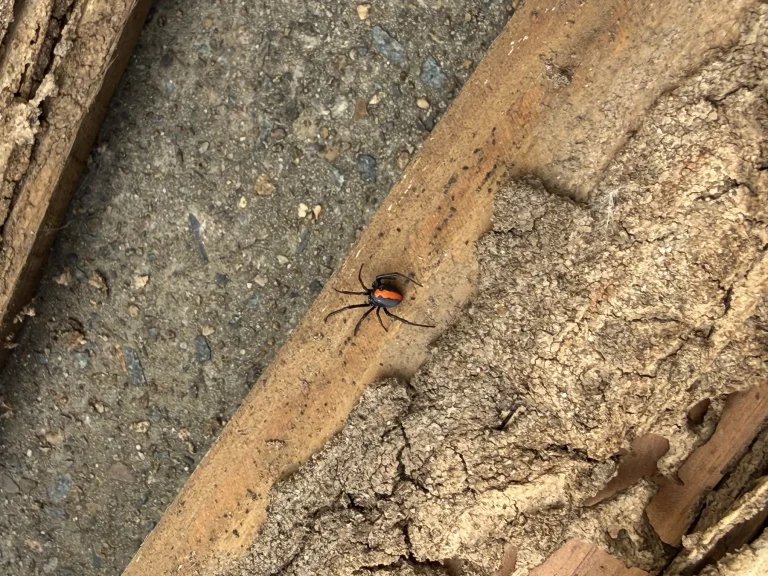 Spider found on damaged timber during a pest inspection