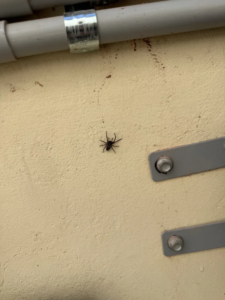 Spider found around a roof and eave area during inspection