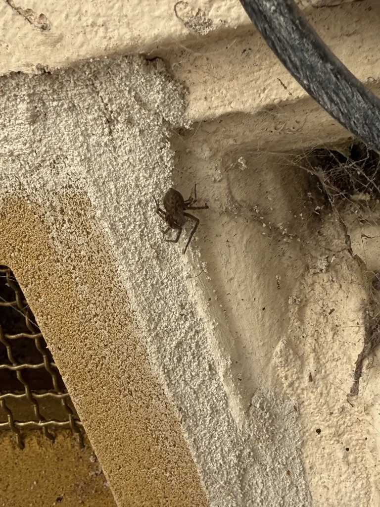 Spider harbourage identified around an exterior roof junction