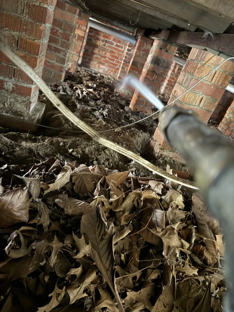 Additional subfloor treatment view with organic debris present
