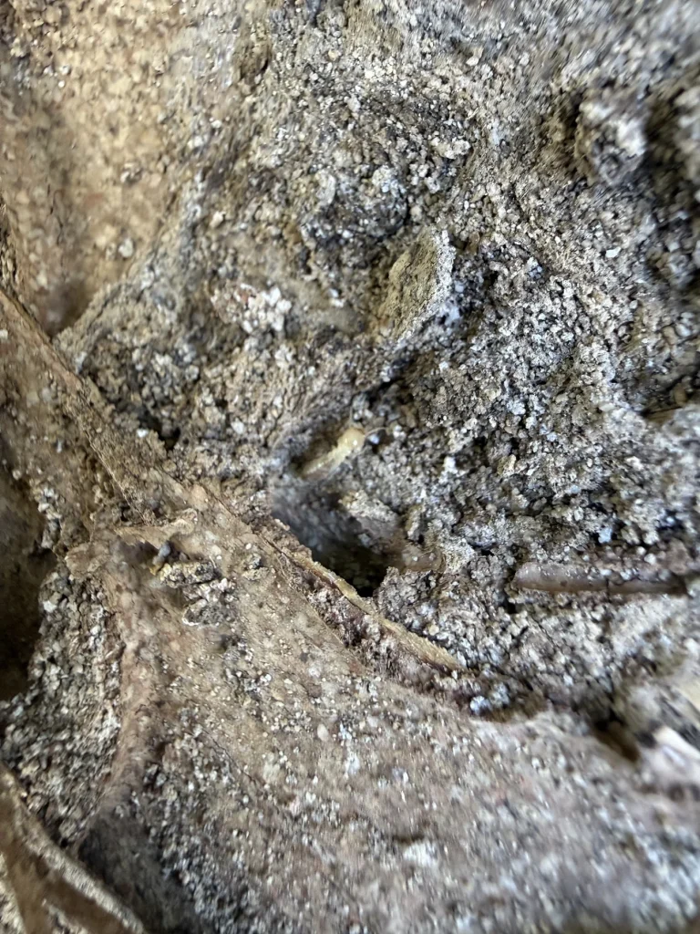 Close-up of pale insect activity and disturbed soil near damaged timber